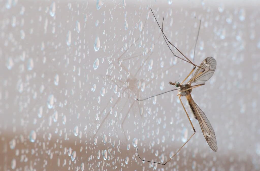 SERVICIO DE FUMIGACIONES EN MONTERREY | ¿CÓMO REPERCUTE EL CLIMA EN LAS PLAGAS DE INSECTOS?