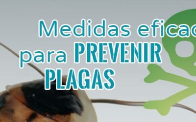 CONTROL DE PLAGAS MONTERREY | PASOS PARA EL CONTROL DE PLAGAS DE ROEDORES EN CASA