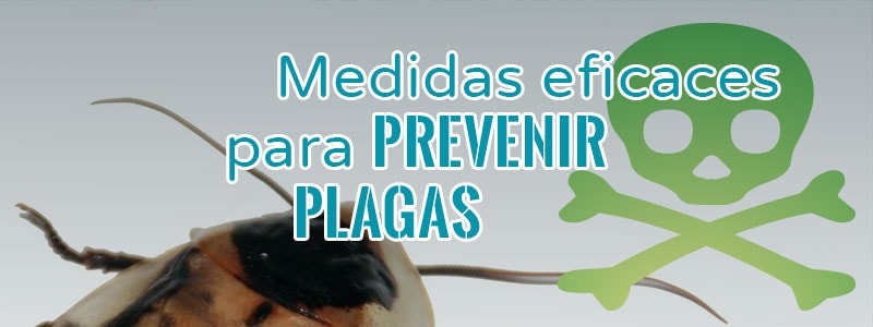 CONTROL DE PLAGAS MONTERREY | PASOS PARA EL CONTROL DE PLAGAS DE ROEDORES EN CASA
