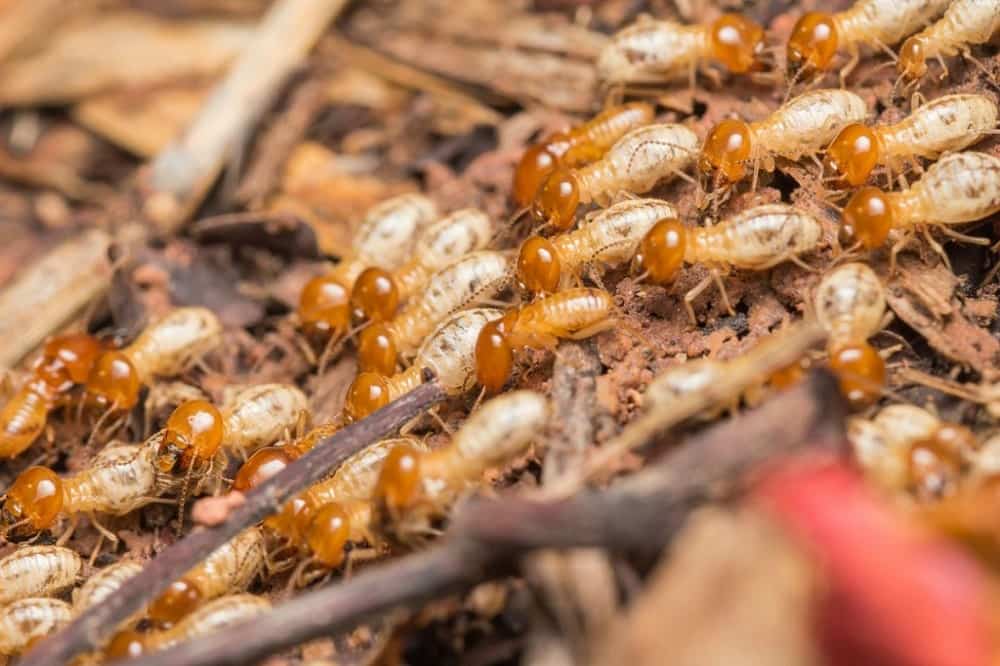 CONTROL DE TERMITAS EN MONTERREY | ¿CÓMO PREVENIR LA APARICIÓN DE TERMITAS?