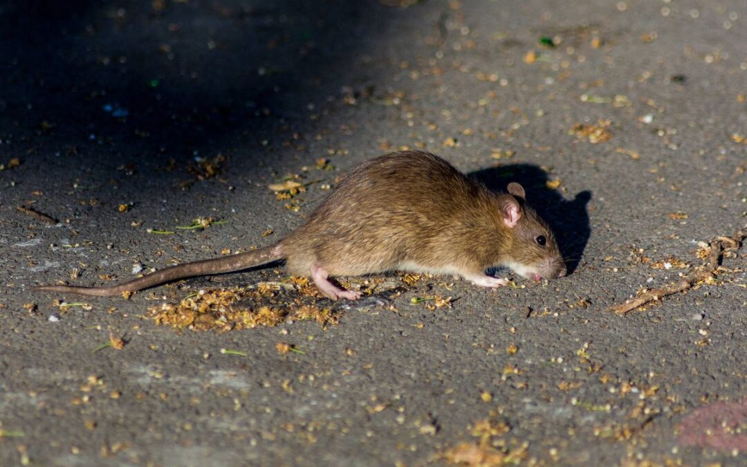 CÓMO EDUCAR A TU FAMILIA PARA PREVENIR UNA INFESTACIÓN DE RATAS