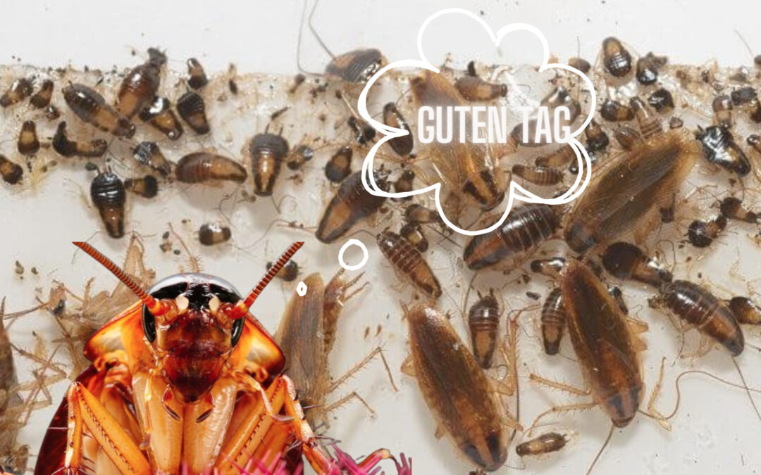 Tengo cucarachas chiquitas en mi cocina, ¿Cómo las elimino?/ Fumigaciones en Monterrey