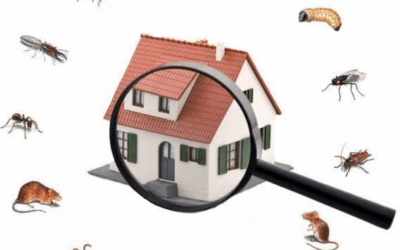 🏠 Las Plagas más Comunes en el Hogar y Cómo Prevenirlas/ Guía completa con consejos de expertos y el respaldo de Fumigaciones AECO (certificación ISO 9001).